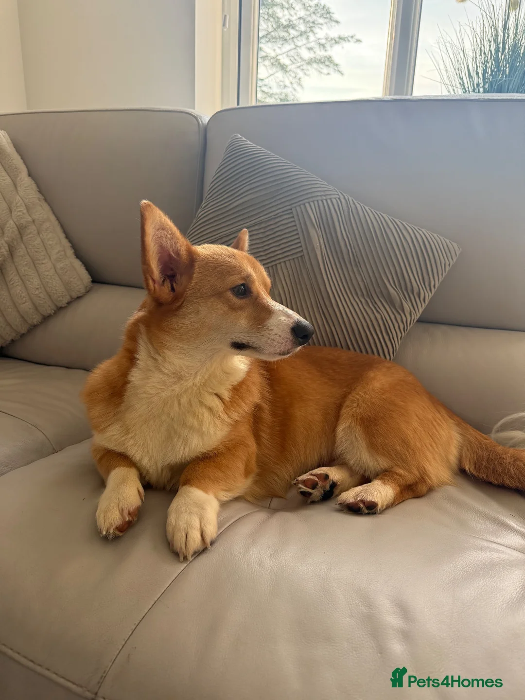 Welsh Corgi Pembroke dogs for sale: Female Welsh Pembroke Corgi - Advert 2
