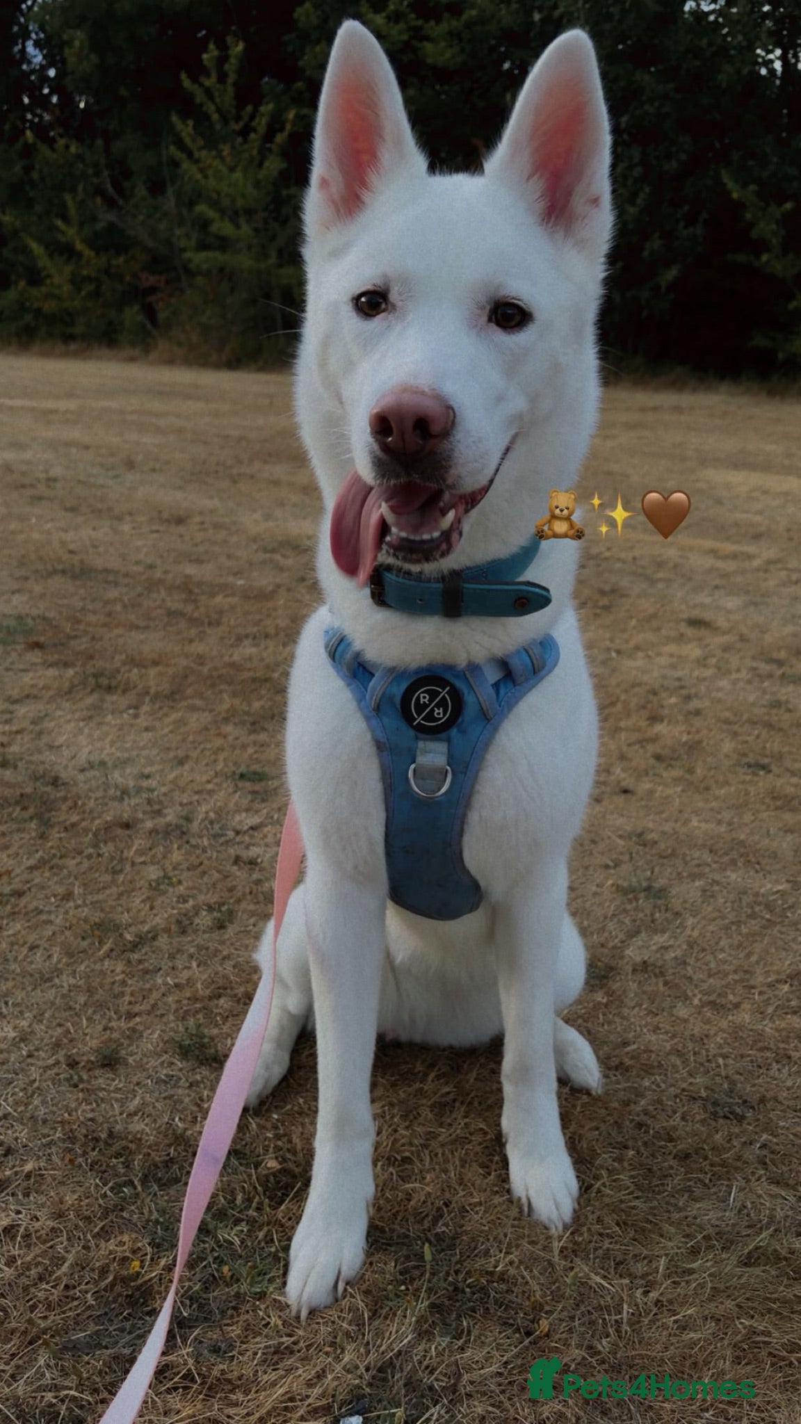 Huskita dogs Koda  - Advert 1