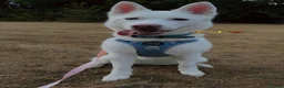 Huskita dogs for sale: Koda  - Advert 1