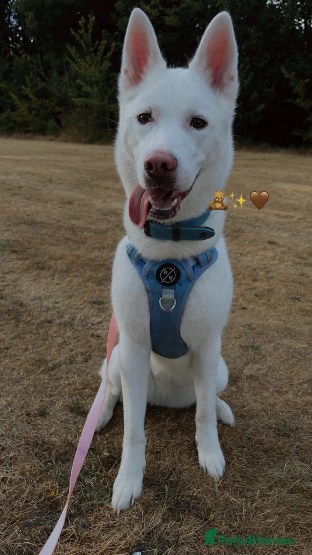 Huskita dogs for sale: Koda  - Advert 1