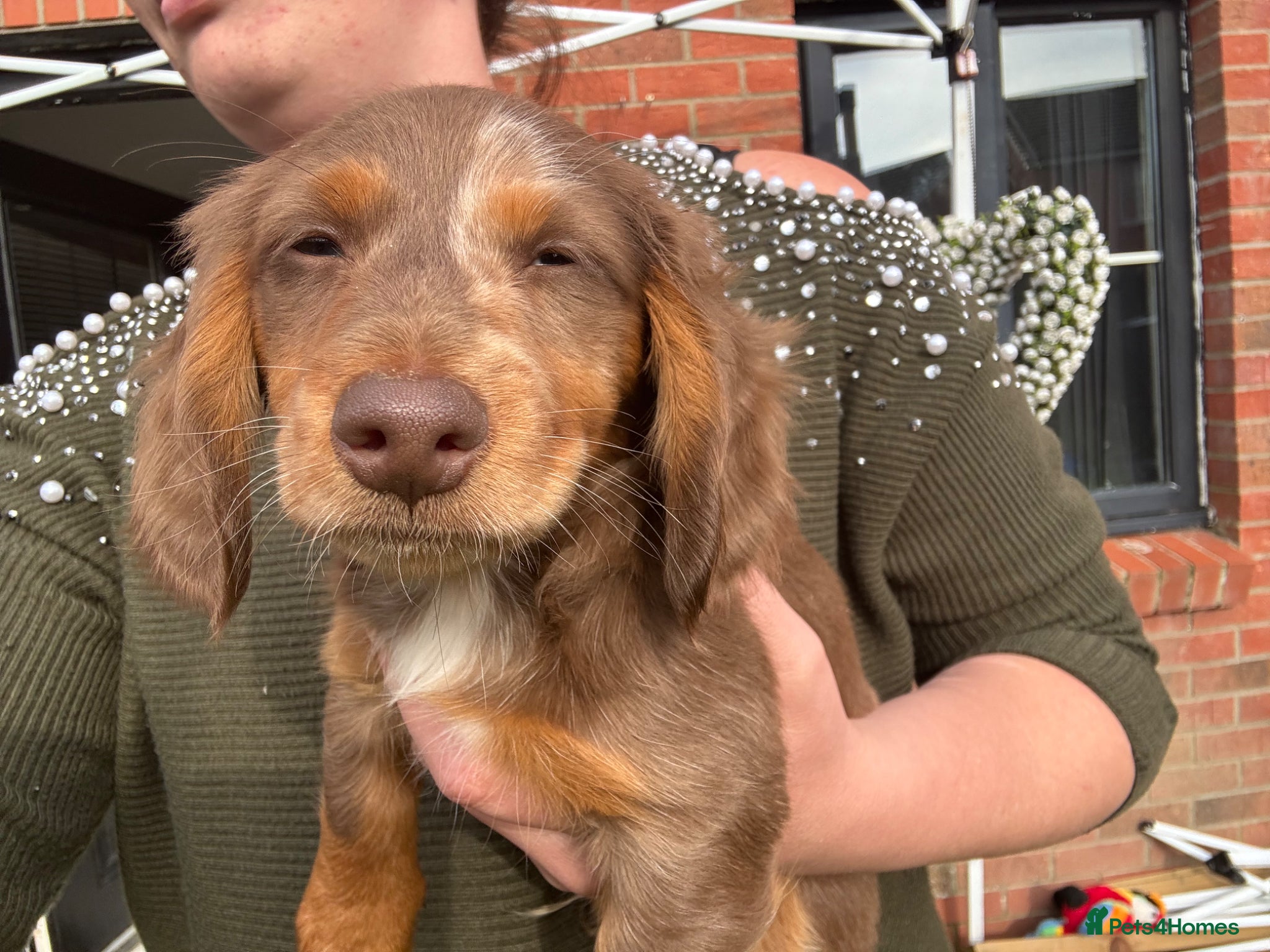 Miniature Dachshund dogs for sale: Miniature Long hair dachshund puppies  - Advert 20