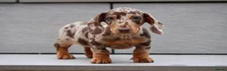 Miniature Dachshund dogs for stud: Meet Marley our Mini Dachshund stud - Advert 11