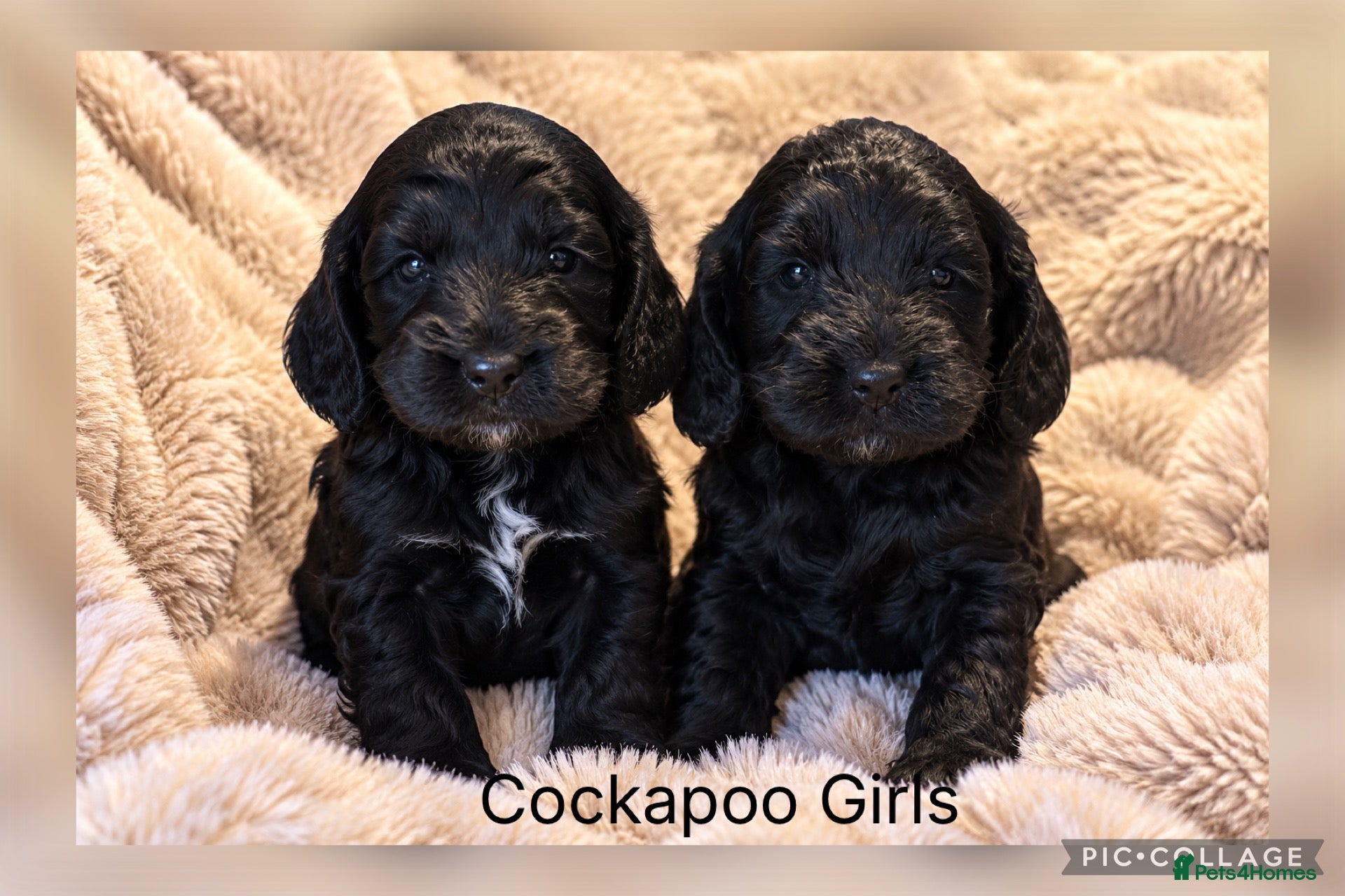 Cockapoo dogs for sale: F1 Gorgeous Cockapoo’s - Advert 2