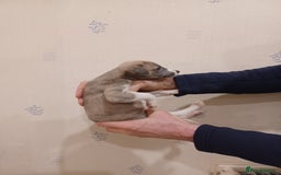 Whippet dogs for sale: Beautiful KC Reg Whippet Puppies - Advert 7