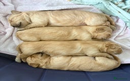 Golden Retriever dogs for sale: 5 gorgeous goldens left! - Image 14