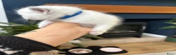 Ragdoll cats for sale: 🐾 Adorable Male Ragdoll kitten for sale  - Advert 3