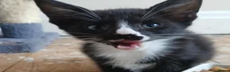 Mixed Breed cats for sale: Maine Coon x Siamese Kittens - Advert 14