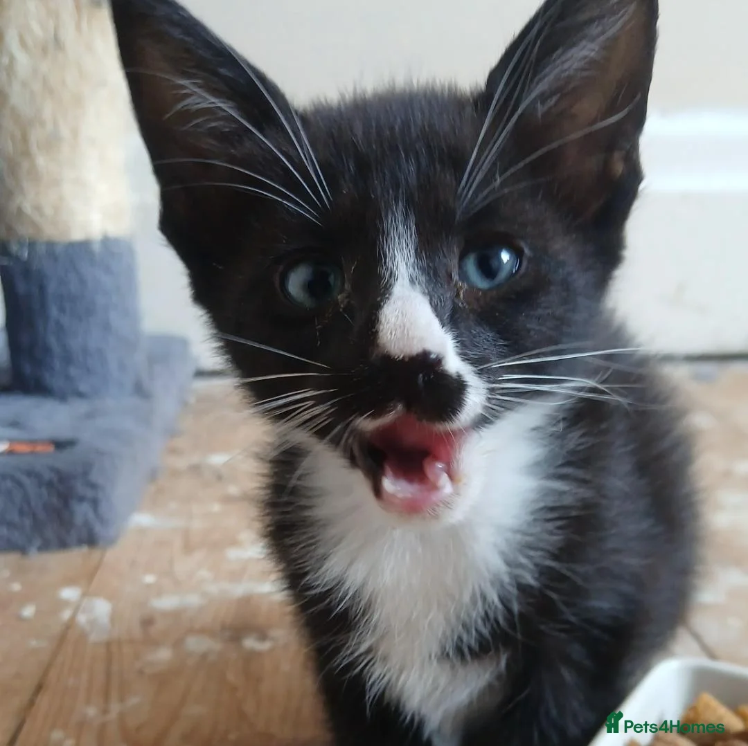Mixed Breed cats for sale: Maine Coon x Siamese Kittens - Advert 14