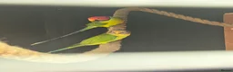 Parakeets birds for sale: Proven pair of plum headed parakeets - Advert 3