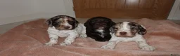 Cocker Spaniel dogs for sale: Working cocker spaniel puppies  - Advert 21