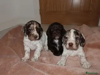 Cocker Spaniel dogs Adorable cocker spaniel puppies - Advert 5