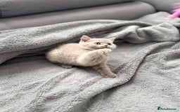British Shorthair cats for sale: British Shorthair kittens  - Image 8