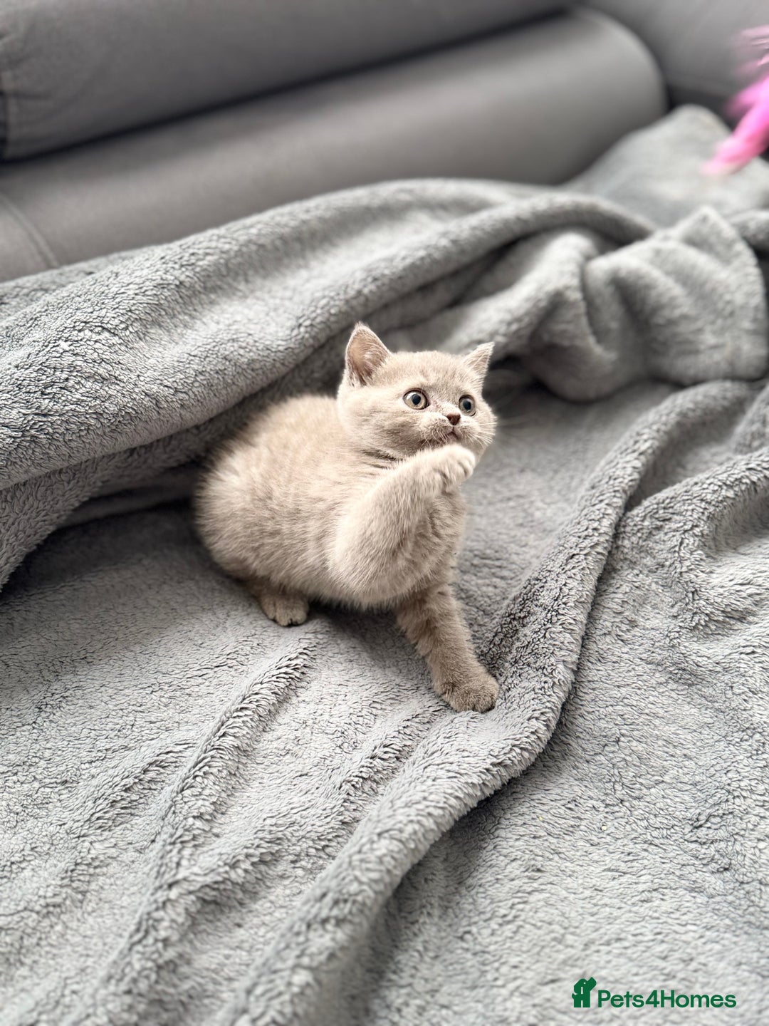 British Shorthair cats for sale: British Shorthair kittens  - Image 8