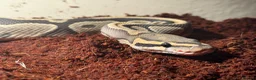 Python Snake reptiles for sale: Hypo het clown royal python - Advert 3