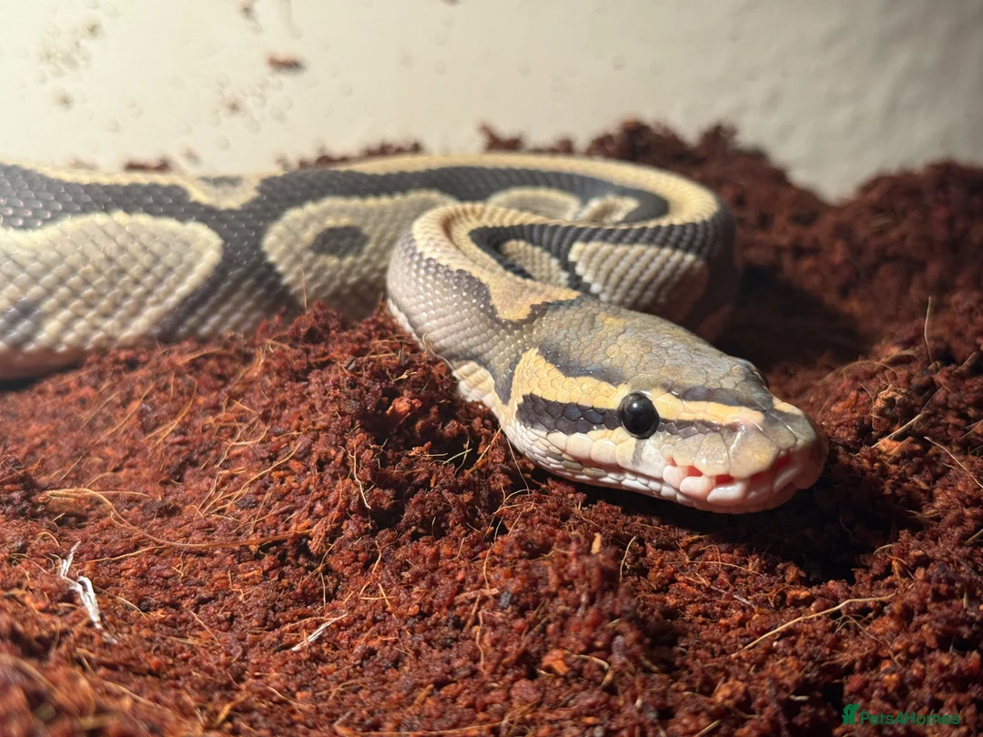 Python Snake reptiles for sale: Hypo het clown royal python - Advert 3