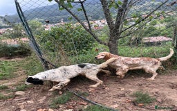 English Setter dogs for adoption: Hendy - Image 6