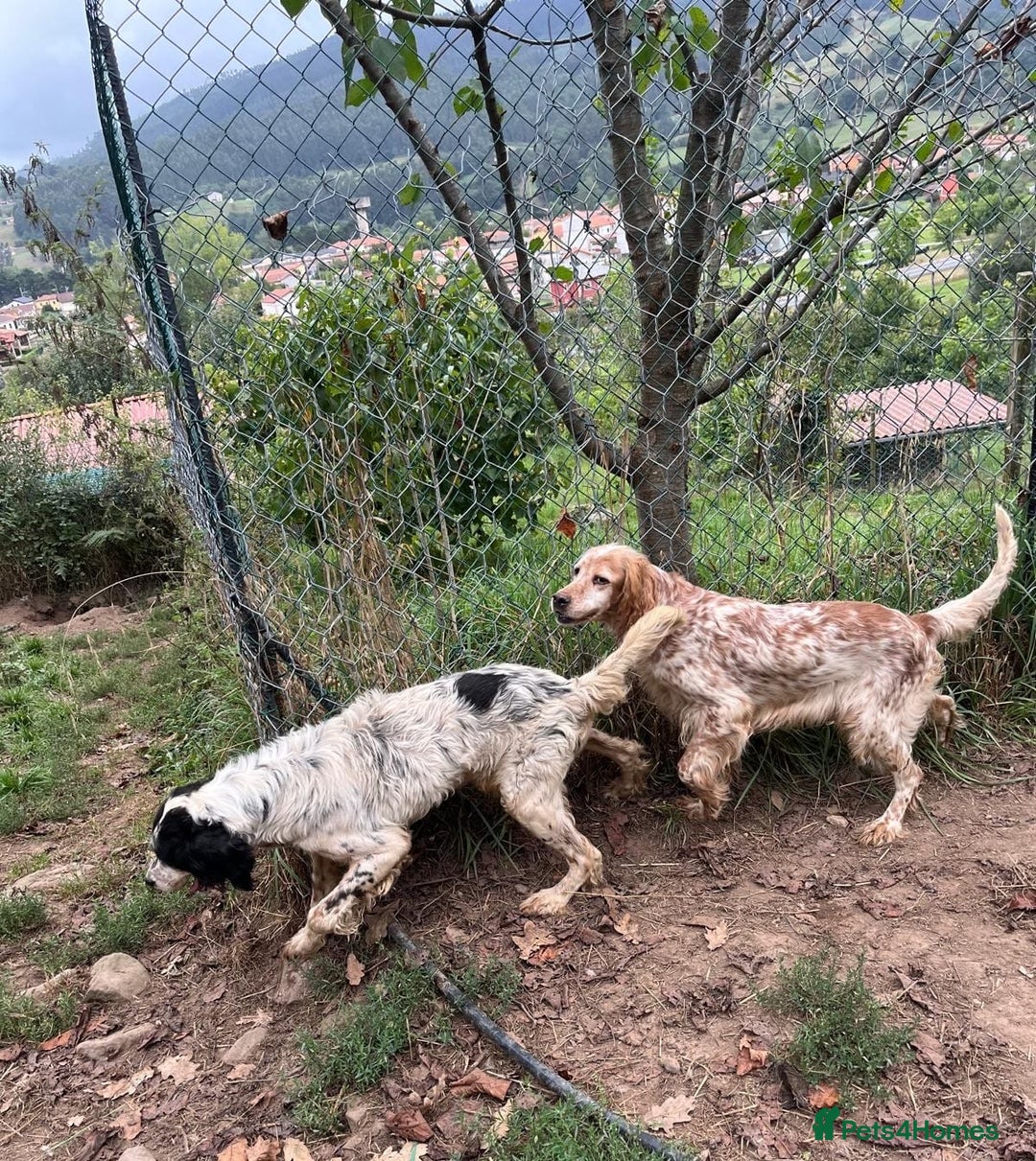 English Setter dogs for adoption: Hendy - Image 6