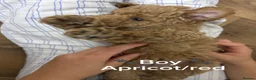 Toy Poodle dogs for sale: Stunning KC Toy poodle puppies.DNA health tested - Advert 11