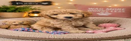 Labradoodle dogs for sale: Multi generation miniature Labradoodle - Advert 28
