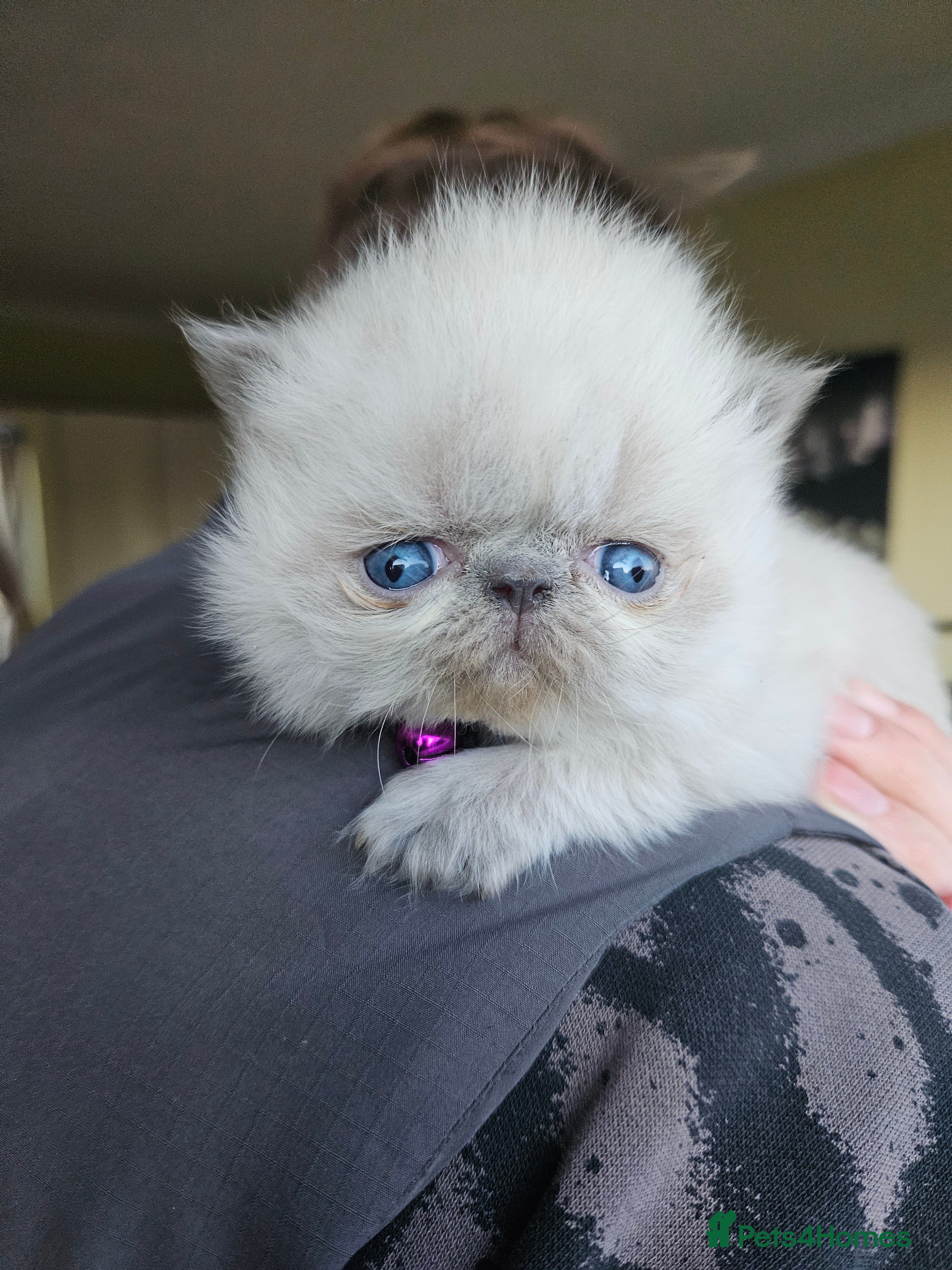 Persian cats 😻 Last 2 😻 Stunning Pedigree Persian Kittens 😻 - Advert 3