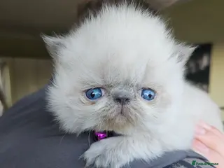 Persian cats 😻 Last 2 😻 Stunning Pedigree Persian Kittens 😻 - Advert 3