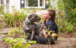 Mixed Breed dogs for adoption: Nile  - Image 2