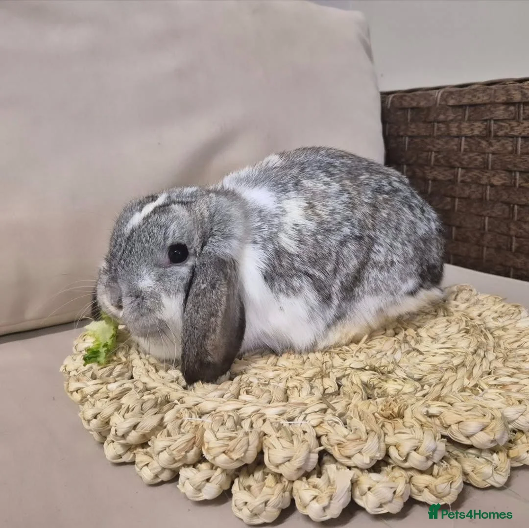 Mini Lop rabbits for sale: 2x mini lops for sale 1years old 🐰  - Advert 5