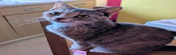Mixed Breed cats for sale: Beautiful Kittens in Brierley Hill - Advert 1