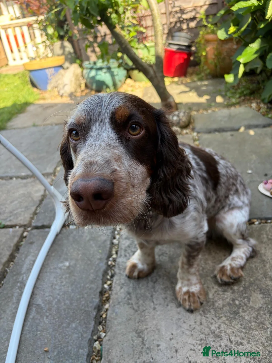 Sprocker dogs for stud: NEW STUD.  - Advert 7