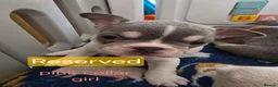 French Bulldog dogs for sale: French bulldog puppies  - Advert 28