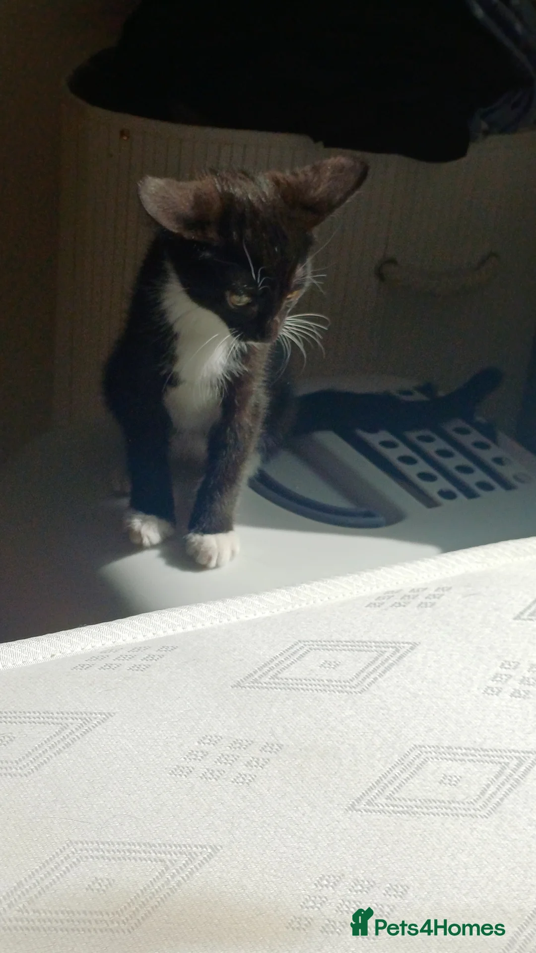 British Shorthair cats for sale: Kitten ready for a loving home  - Advert 6