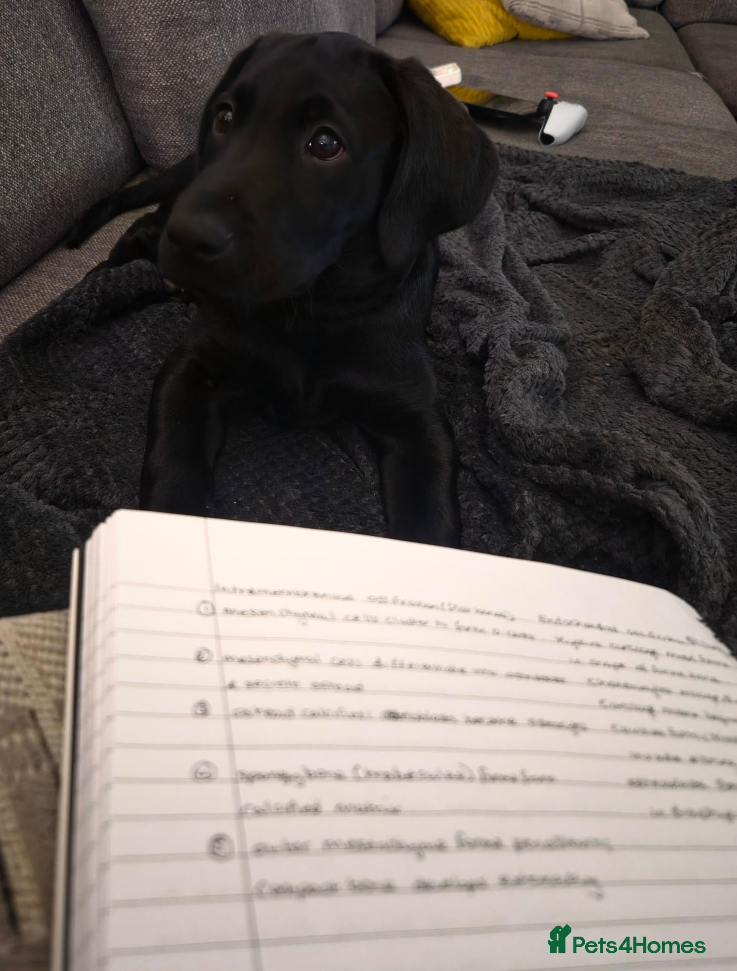 Labrador Retriever dogs for sale: Labrador puppy - Advert 1