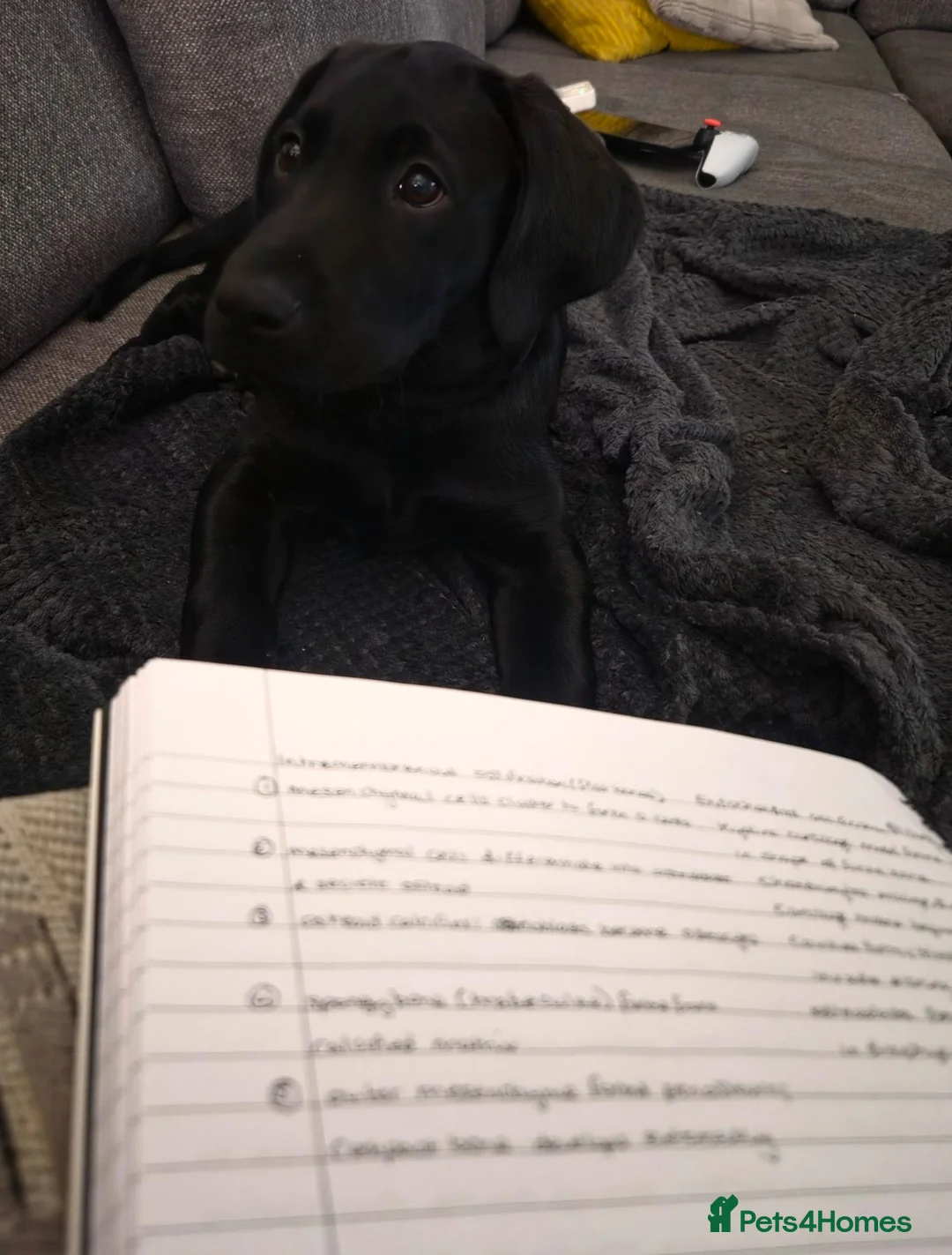 Labrador Retriever dogs for sale: Labrador puppy in Hull - Advert 1