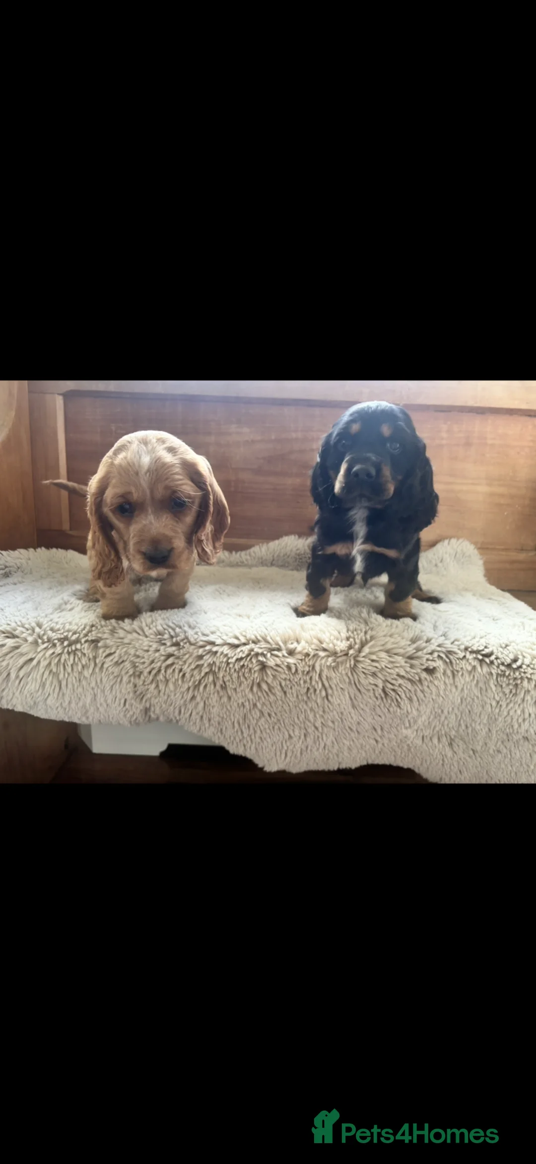 Cocker Spaniel dogs for sale: Cocker spaniel puppies for sale  in Guildford - Advert 1