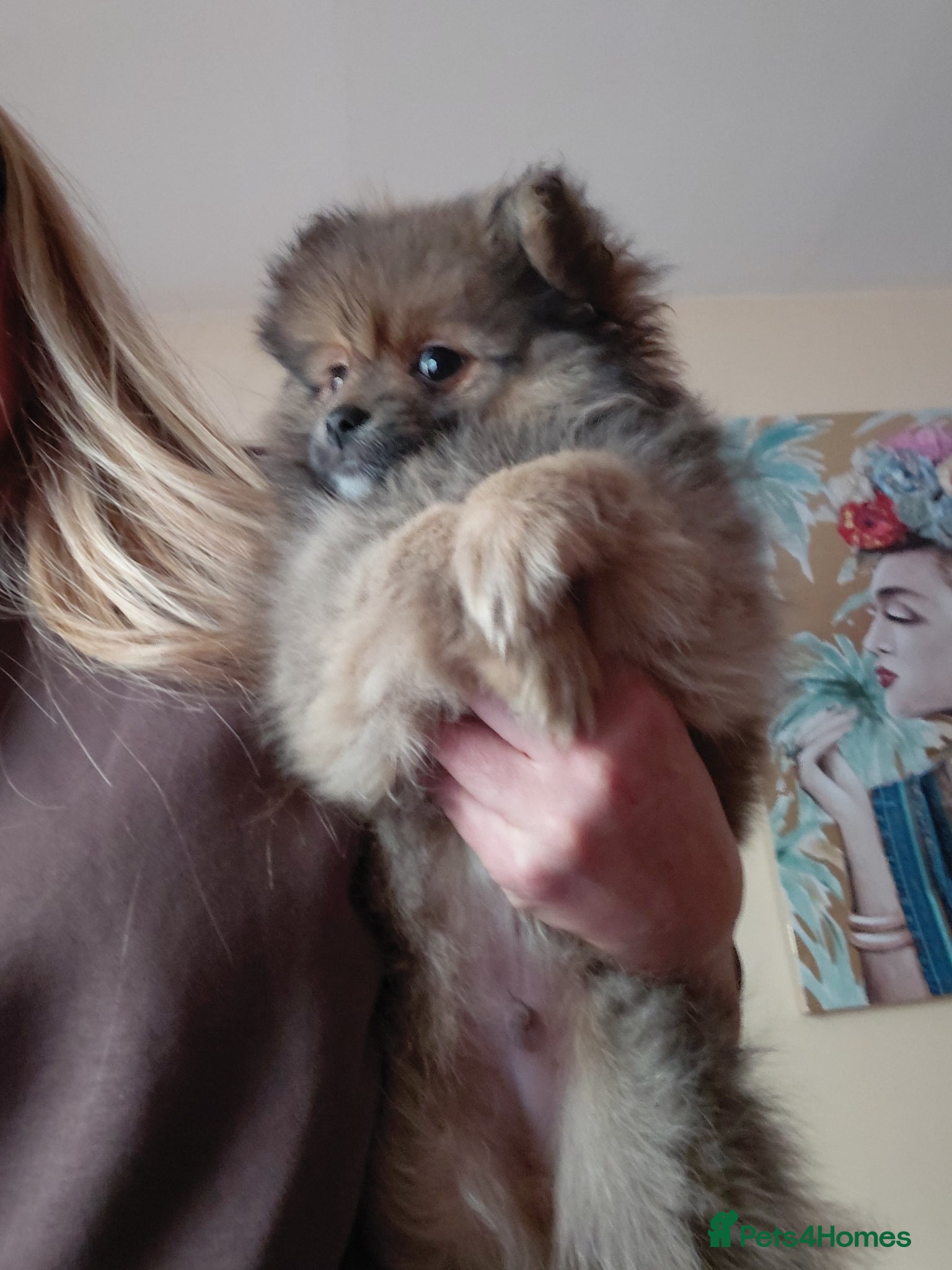 Pomeranian dogs 1 LEFT!! Beautiful Pomeranian pups  - Advert 13