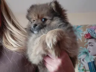 Pomeranian dogs 1 LEFT!! Beautiful Pomeranian pups - Advert 13