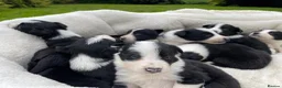 Border Collie dogs for sale: Beautiful Border Collie Puppies in Grassington - Advert 10