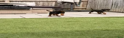 Dobermann dogs for sale: READY TO COLLET NOW | RKC DOBERMAN | CHAMPION LINE - Advert 8