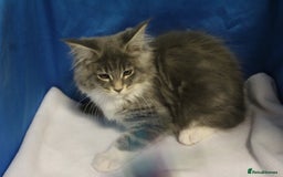 Maine Coon cats for sale: maine coon baby's - Image 4