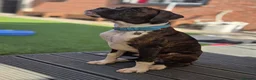 Boxer dogs for sale: 6 Month Old Male Boxer Puppy in Exeter - Advert 15
