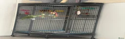Parrots birds for sale: Alexandrine in Northampton - Advert 2