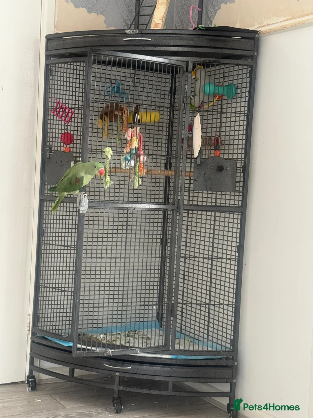 Parrots birds for sale: Alexandrine in Northampton - Advert 2