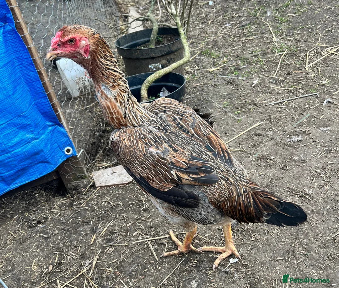 Chickens poultry for sale: Rare Breed Indio Gigante - 3 hens, 1 rooster - Advert 2