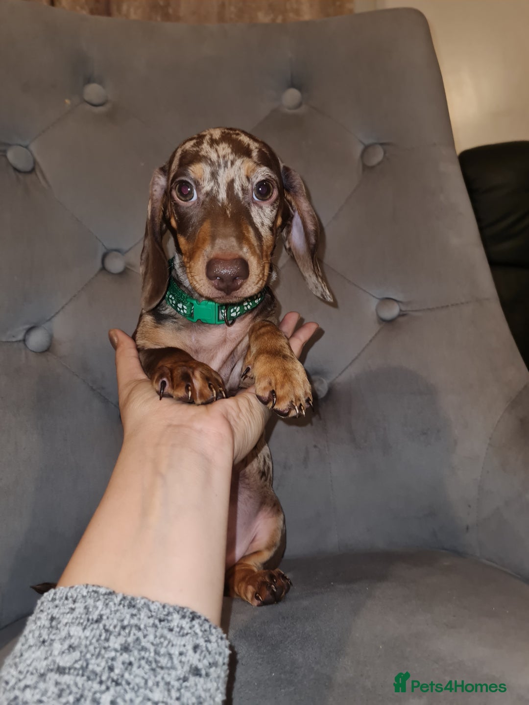 Miniature Dachshund dogs for sale: 🩵Beautiful Spotted Male Dachshund🩵 - Advert 9