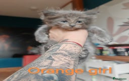 Ragcoon cats for sale: Amazing ragcoon kittens looking for lovely home  - Image 20