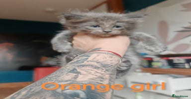 Ragcoon cats - Advert 11