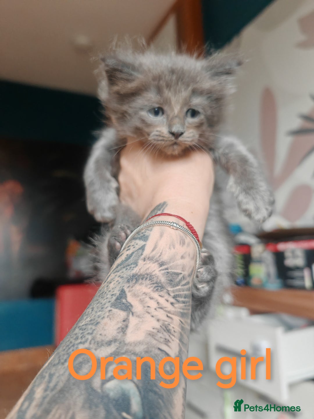 Ragcoon cats for sale: Amazing ragcoon kittens looking for lovely home  - Image 20