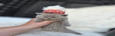 British Shorthair 3