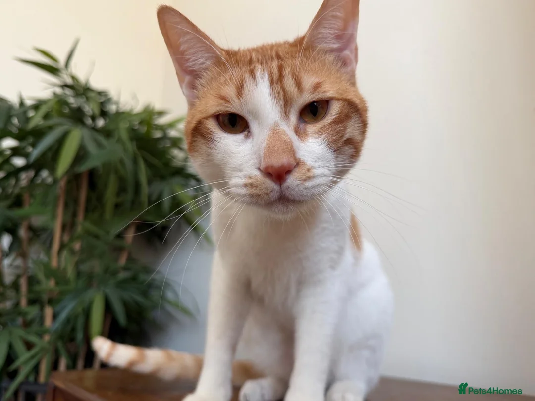 Mixed Breed cats for adoption: Bonded Indoor Twin Brothers in Newhaven - Advert 2