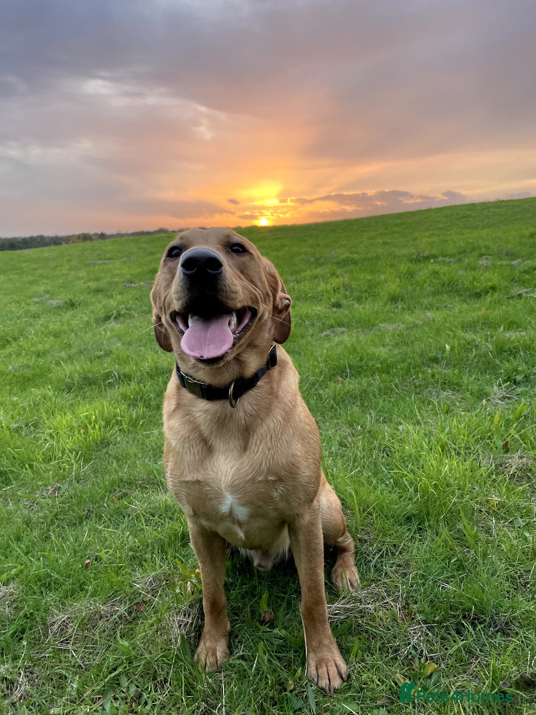 Labrador Retriever dogs for stud:  KC Registered Fox Red Labrador Retriever for stud in Doncaster - Advert 9